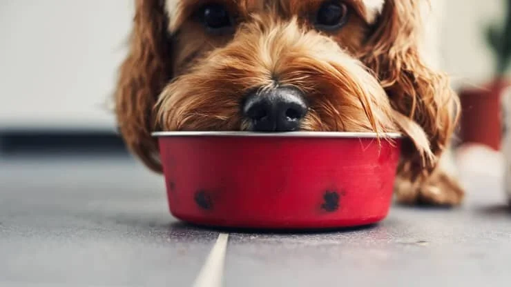 More pets are eating insect-based food to fight climate change for their owners