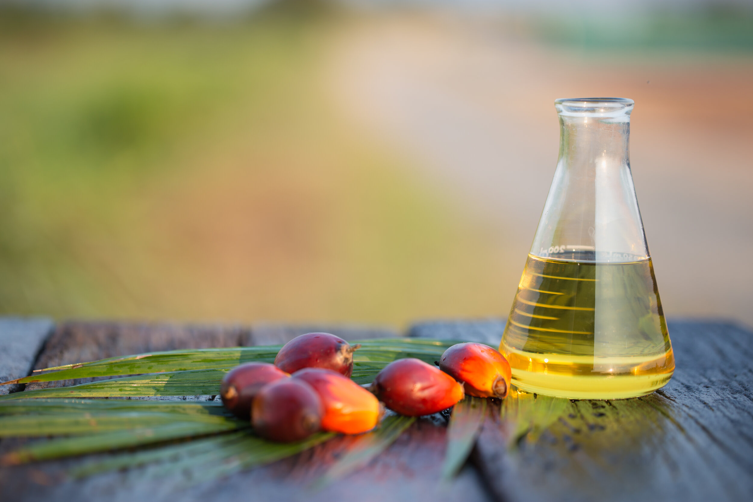 0からまるわかり、親子で知りたい、私たちが毎日使うパーム油のこと