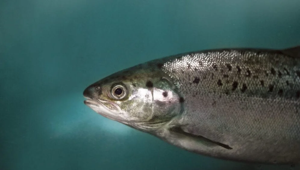 Brasil autoriza salmón transgénico para alimentación