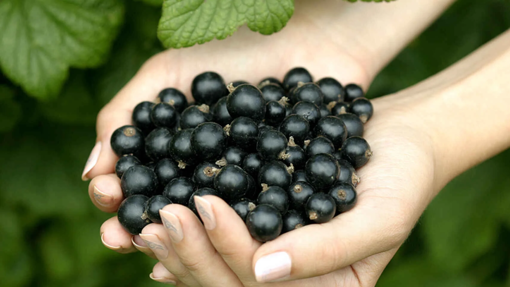 La fruta cargada de antioxidantes que reduce el colesterol y apenas se consume en España
