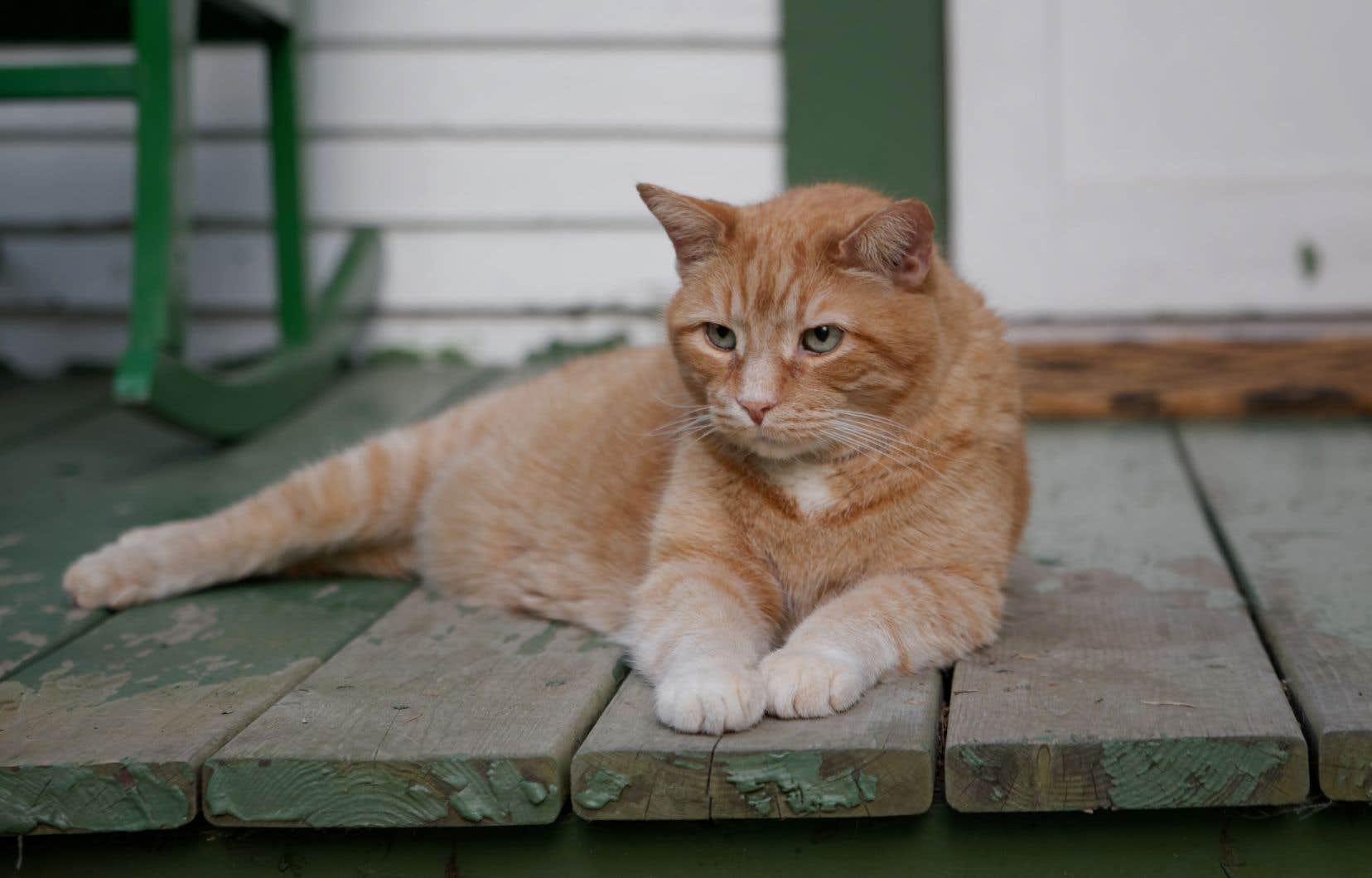 Le dilemme des chats et des chiens végétaliens