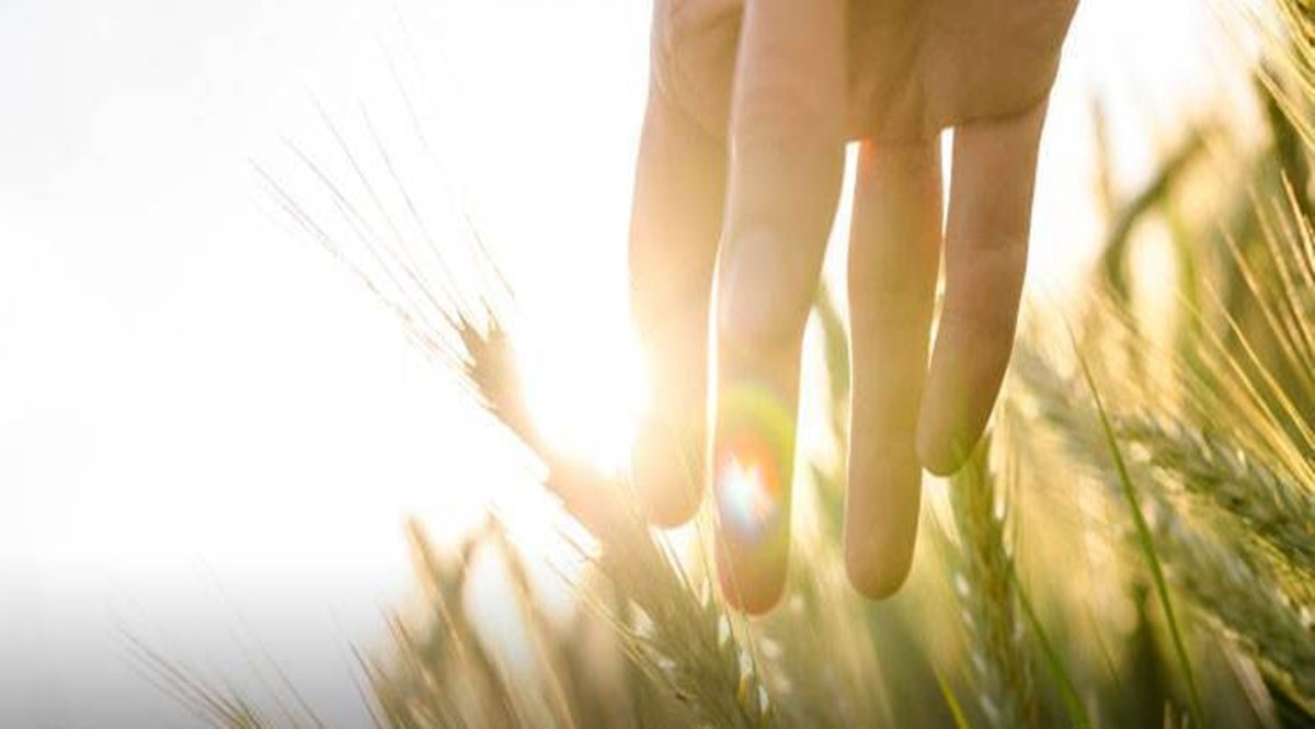 Strengthen regulation of GM food; ‘Ban GM food’-demand unreasonable