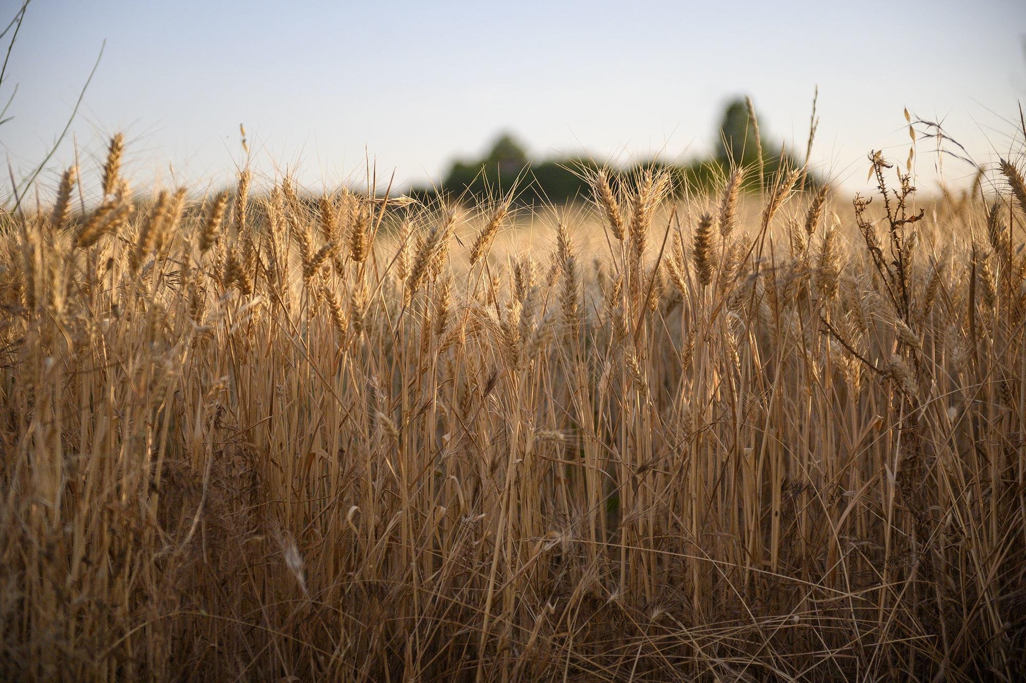 Conseguir la independencia alimentaria de España con un modelo agroecológico es posible: toca cambiar de dieta
