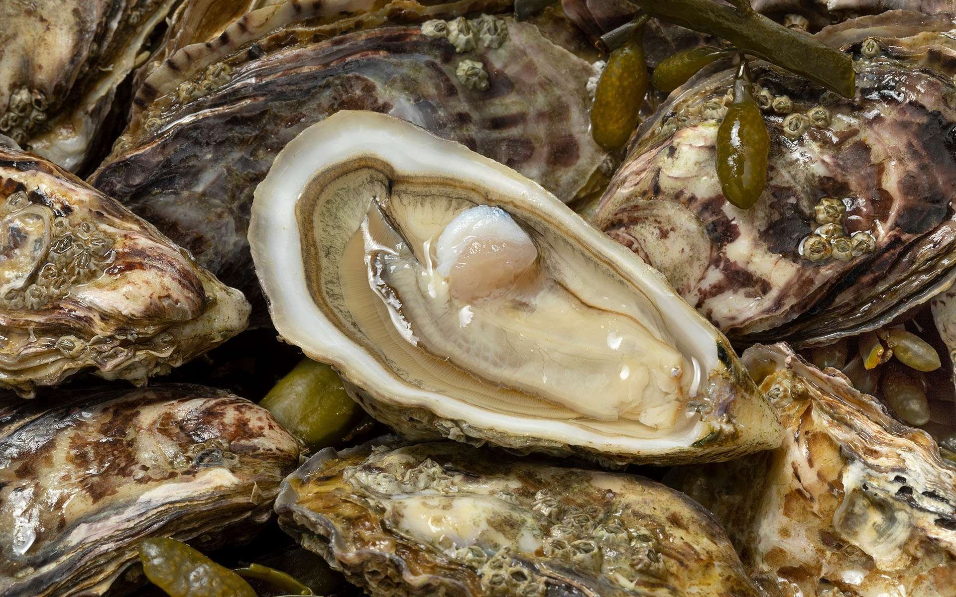 Chimie du plastique : quand les pneus menacent la vie marine