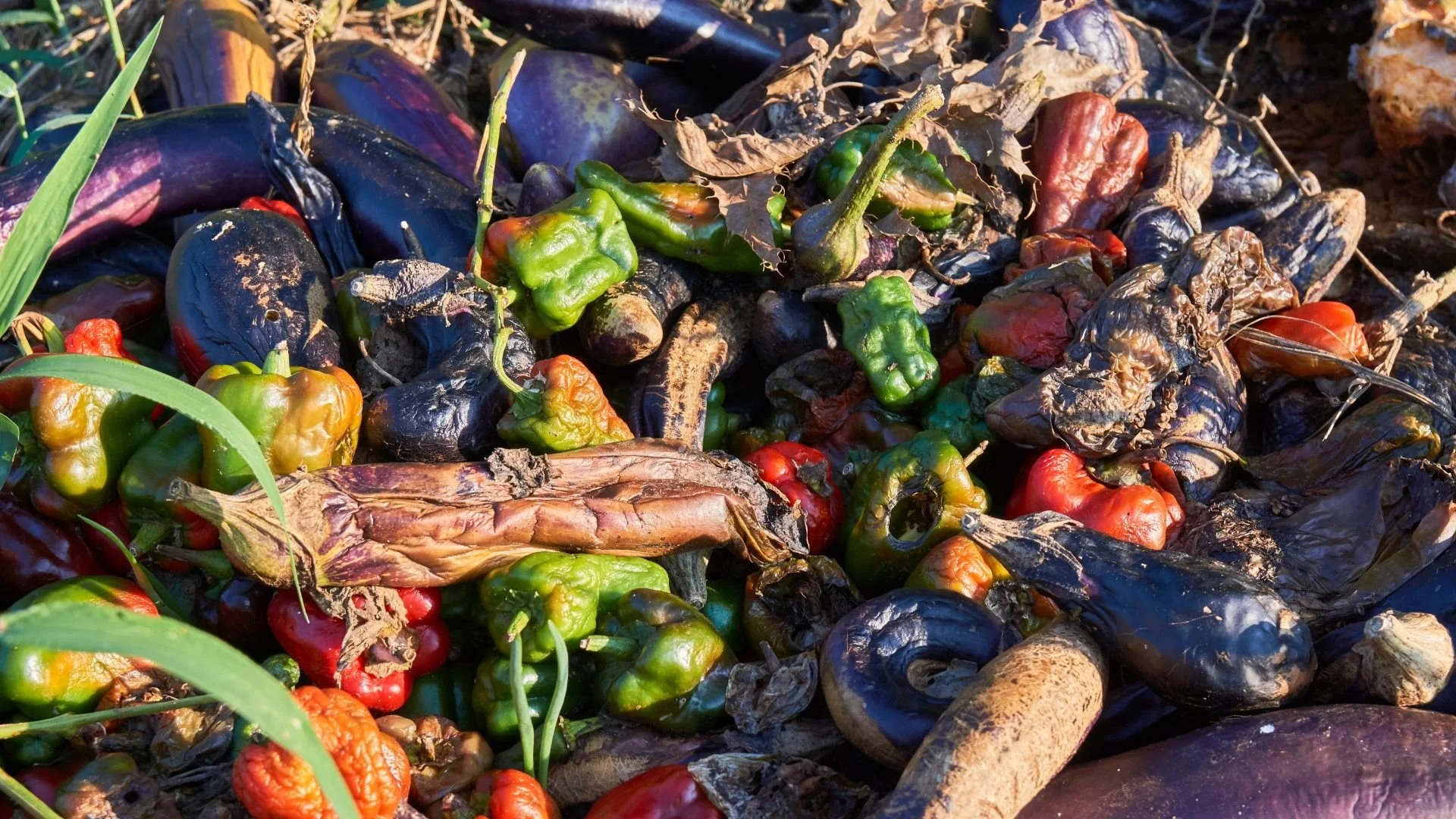 世界の食品ロス、実は２倍以上多い可能性あり？