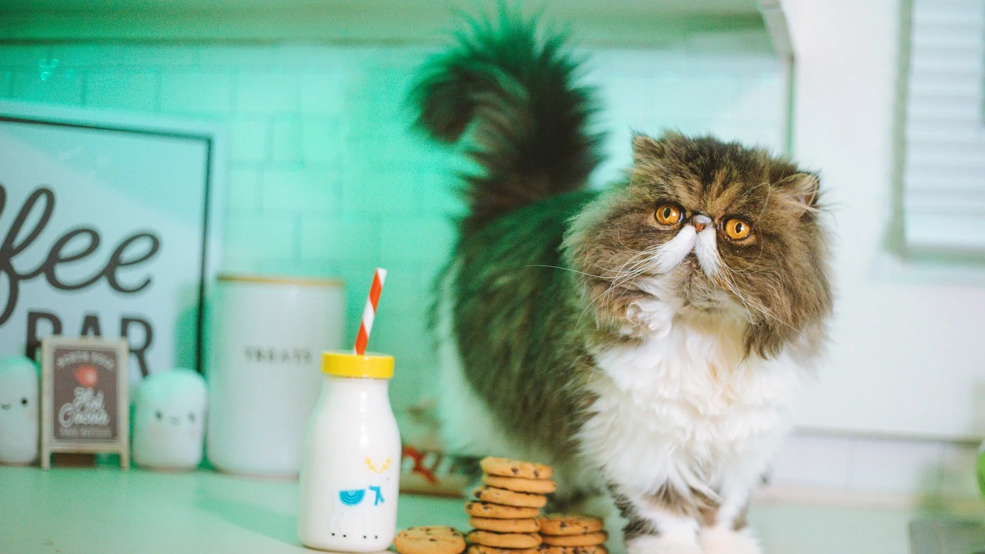 寵物牛奶對貓狗有哪些好處？挑選時三大必知重點　留意乳製品過敏  