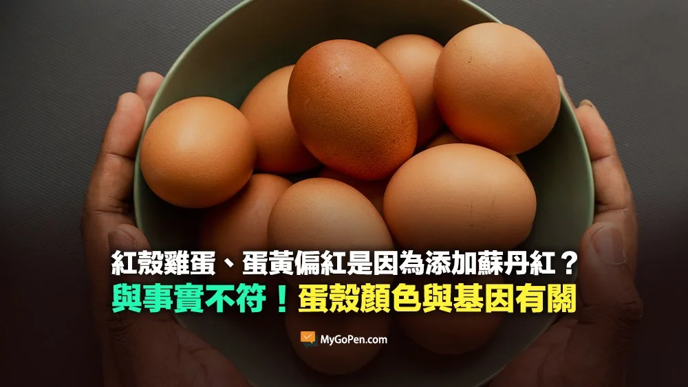 【誤導】紅殼雞蛋、蛋黃偏紅是因為添加蘇丹紅？與事實不符！蛋殼顏色與基因有關   