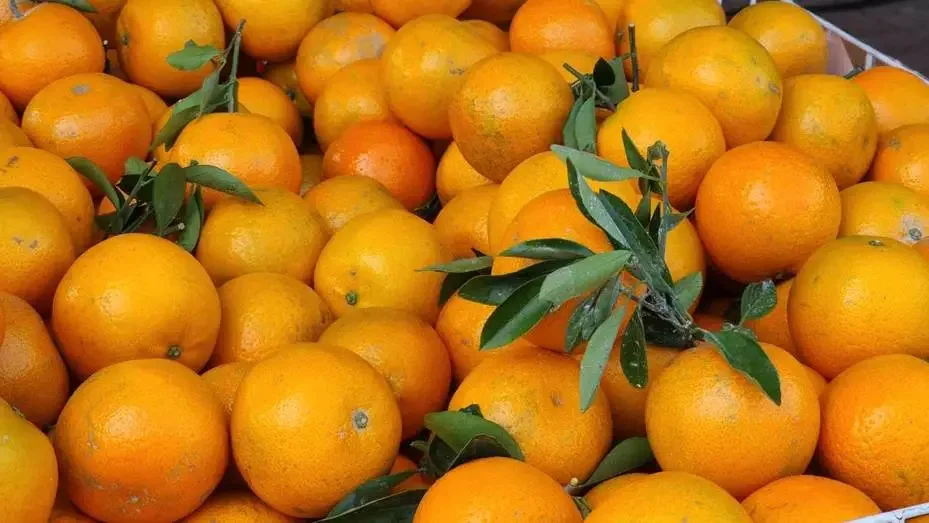 整顆柑橘皆是寶！一絲絲的橘絡別剝掉 強化血管好食材