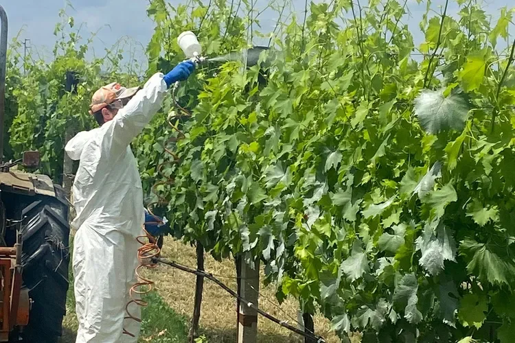 Scientists Created a Plant-Based Wax That Could Cut Pesticide Use by 50%