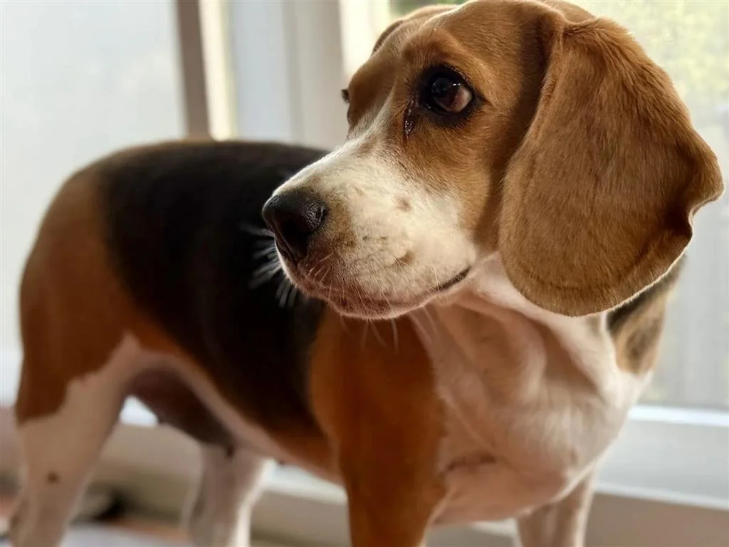 狗狗「吃太好」付出代價！ 碳足跡可達主人兩倍 狗食碳排占英國1%