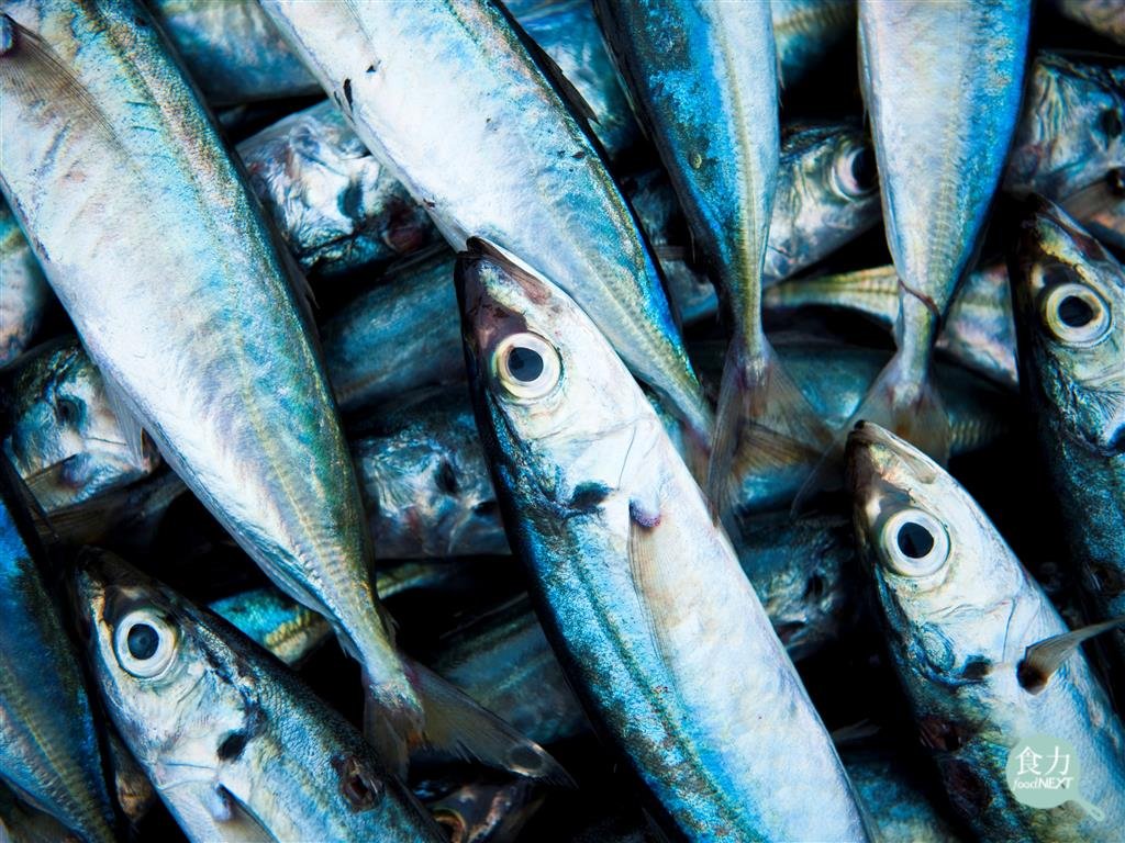 鯖魚罐頭裡竟不是鯖魚？英國品牌改用智利竹筴魚　永續換魚為何被批「減料式通膨」？