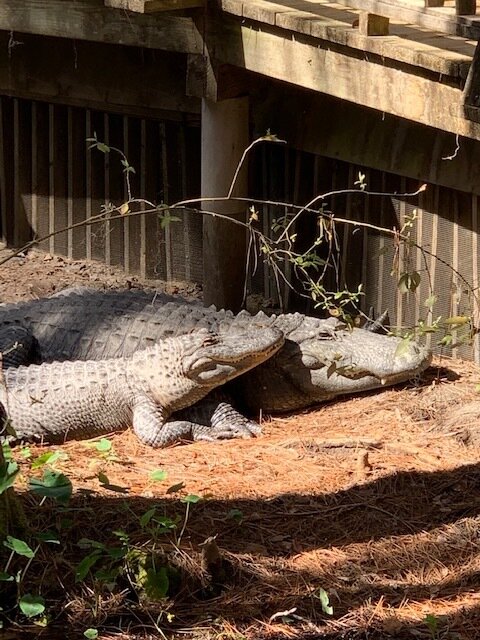  Mom and baby basking in the warm February temperatures. 