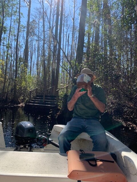  Tom Music enjoying a refreshing drink from the swamp.  