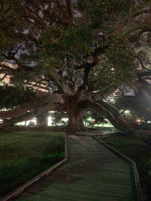    In Jessie Ball DuPont Park,  Treaty Oak  is thought to be the oldest living thing in Jacksonville, FL. The 250-year-old tree is believed to be named for peaceful relations between Native Americans and Spanish or American settlers that signed peace