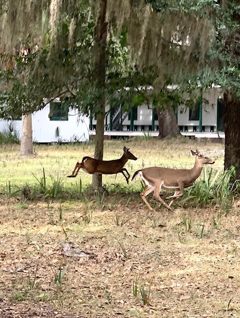  Cumberland Island was full of wildlife. We spotted what is apparently the only albino deer on the island too, but didn’t get a picture of it.  
