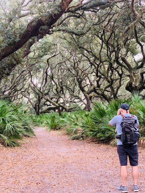  The Live Oak’s growth is stunted by exposure to salty air, causing the branches to grow out and not up. 