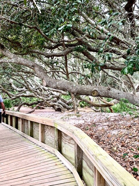  The twisted Live Oak makes an impressive canopy for the rest of the island forest. 