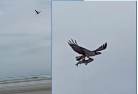  This bird on Little Talbot Island caught a fish and flew in about 3 big circles before taking it somewhere to land. It made us wonder if he was trying to dry it out so it wouldn’t fight as much when he tried to eat it! 