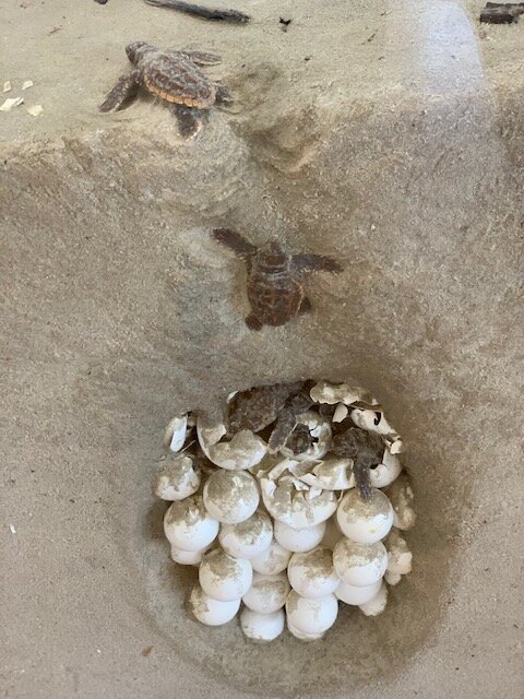  I saw turtles hatching. Just kidding. I saw a turtle display at the Cumberland Island Visitors Center and thought it was interesting. 