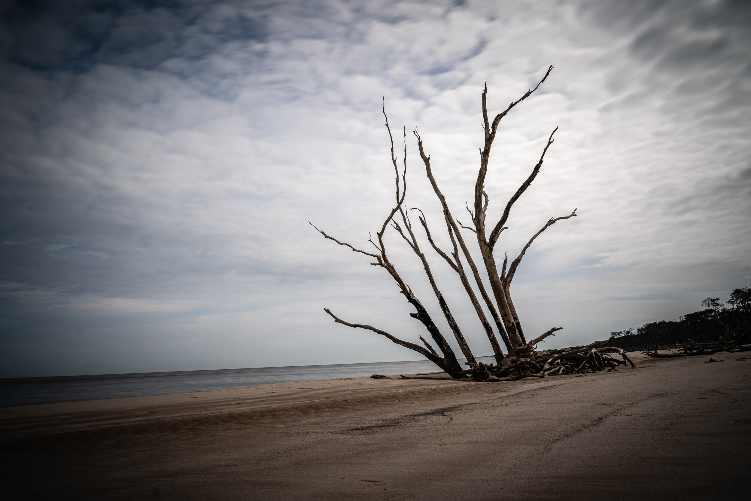  Big Talbot Island beach  in the Timucuan Ecological and Historical Preserve. This beach had beautiful driftwood.  