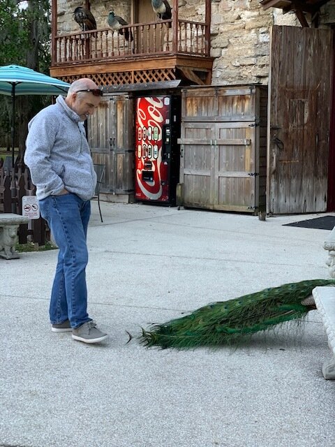  Craig trying to step on a peacock’s tail.  