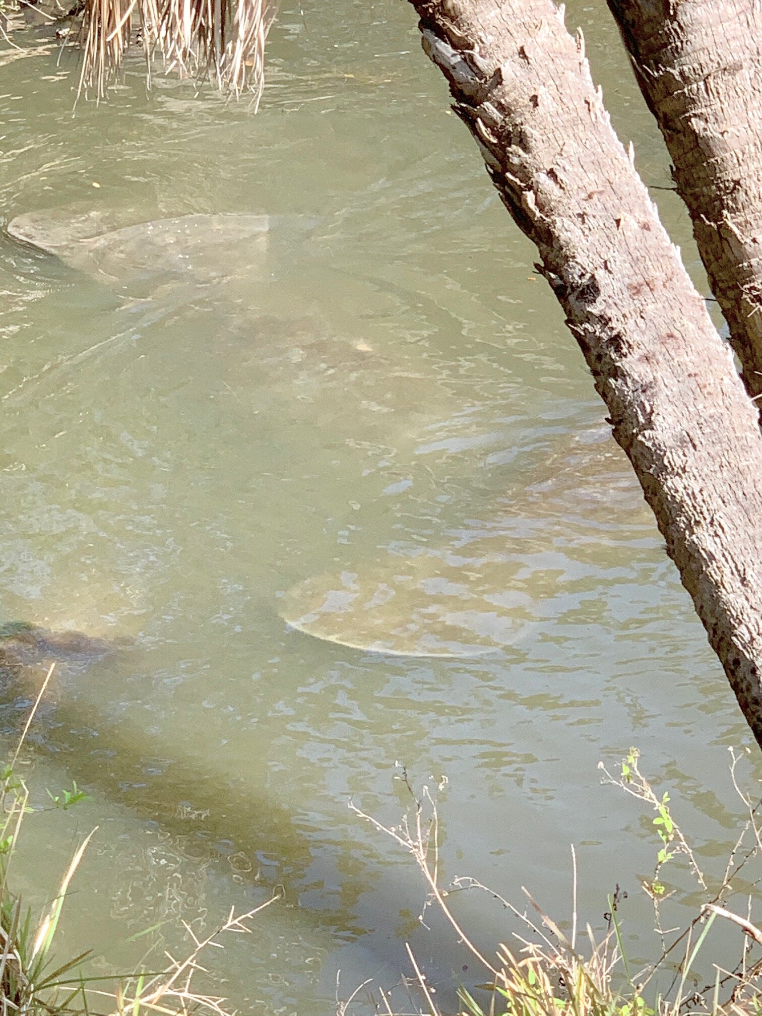  Manatees—take our word for it. 😊 We didn’t get great pictures, but we saw them at Canaveral National Seashore Park in Mims, Florida. It’s unknown why they love this area, but they are consistently seen here. They sign says,  Maybe they love to come
