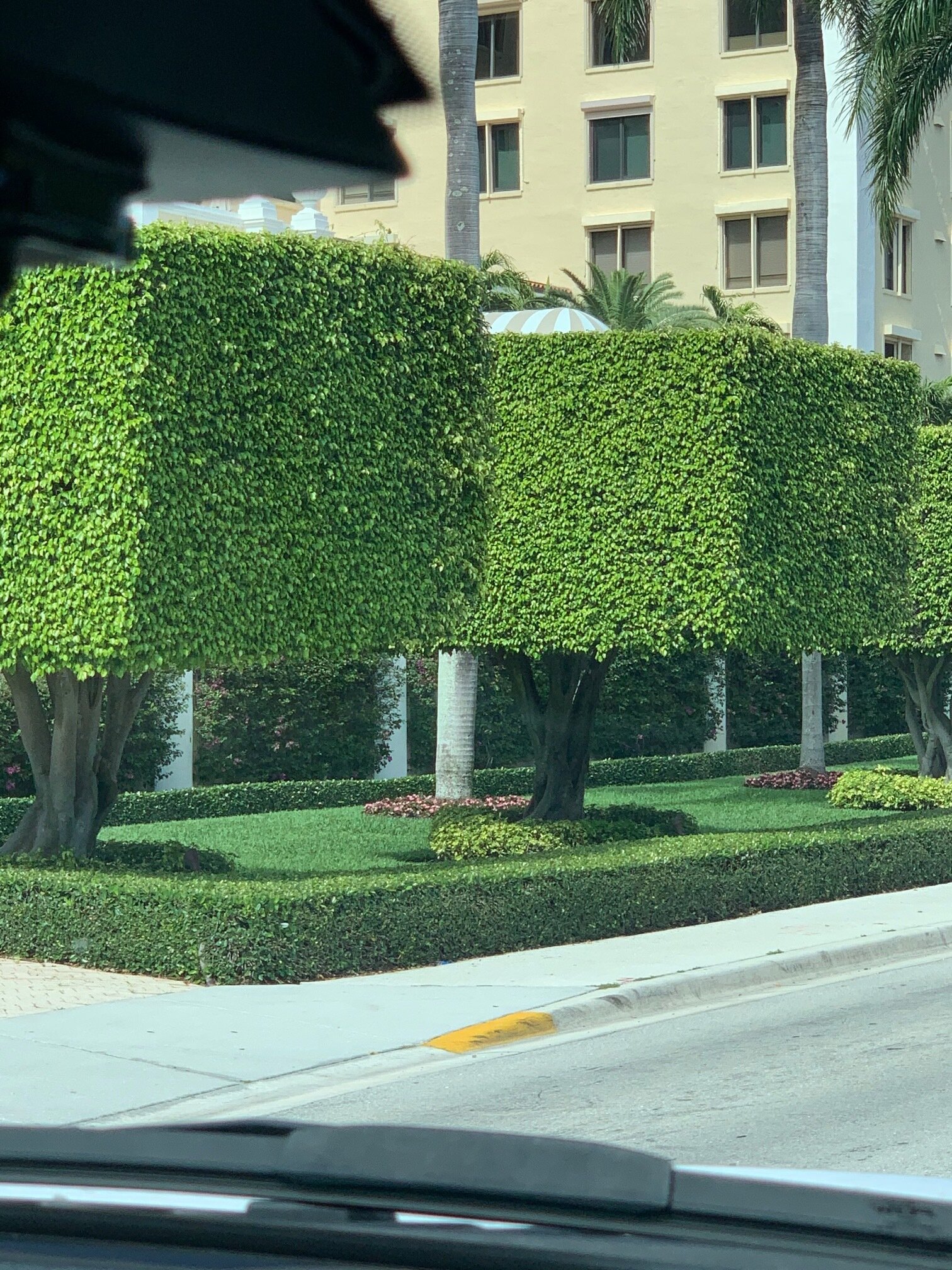  The attention given to greenery and landscaping in the Palm Beach area made the streets even more beautiful. 