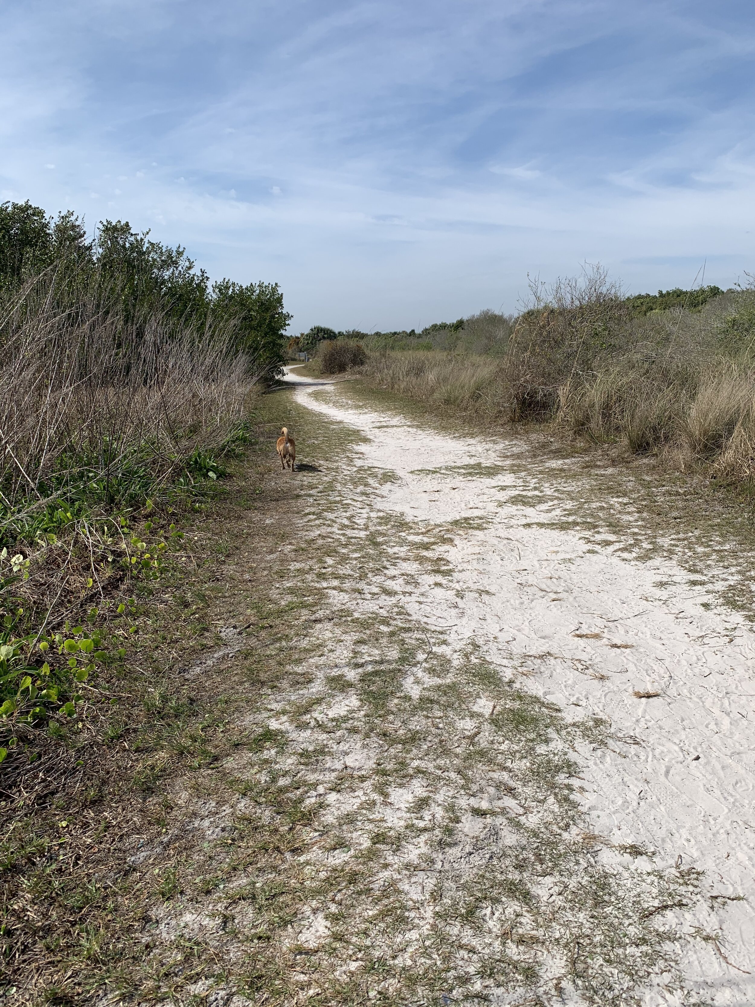  If you want to take your dog to the beach at Honeymoon Island State Park, near Clearwater, FL, you’re going to have to work for it! This is  part  of the trek from the parking lot to the beach. The video below shows the other challenge. 