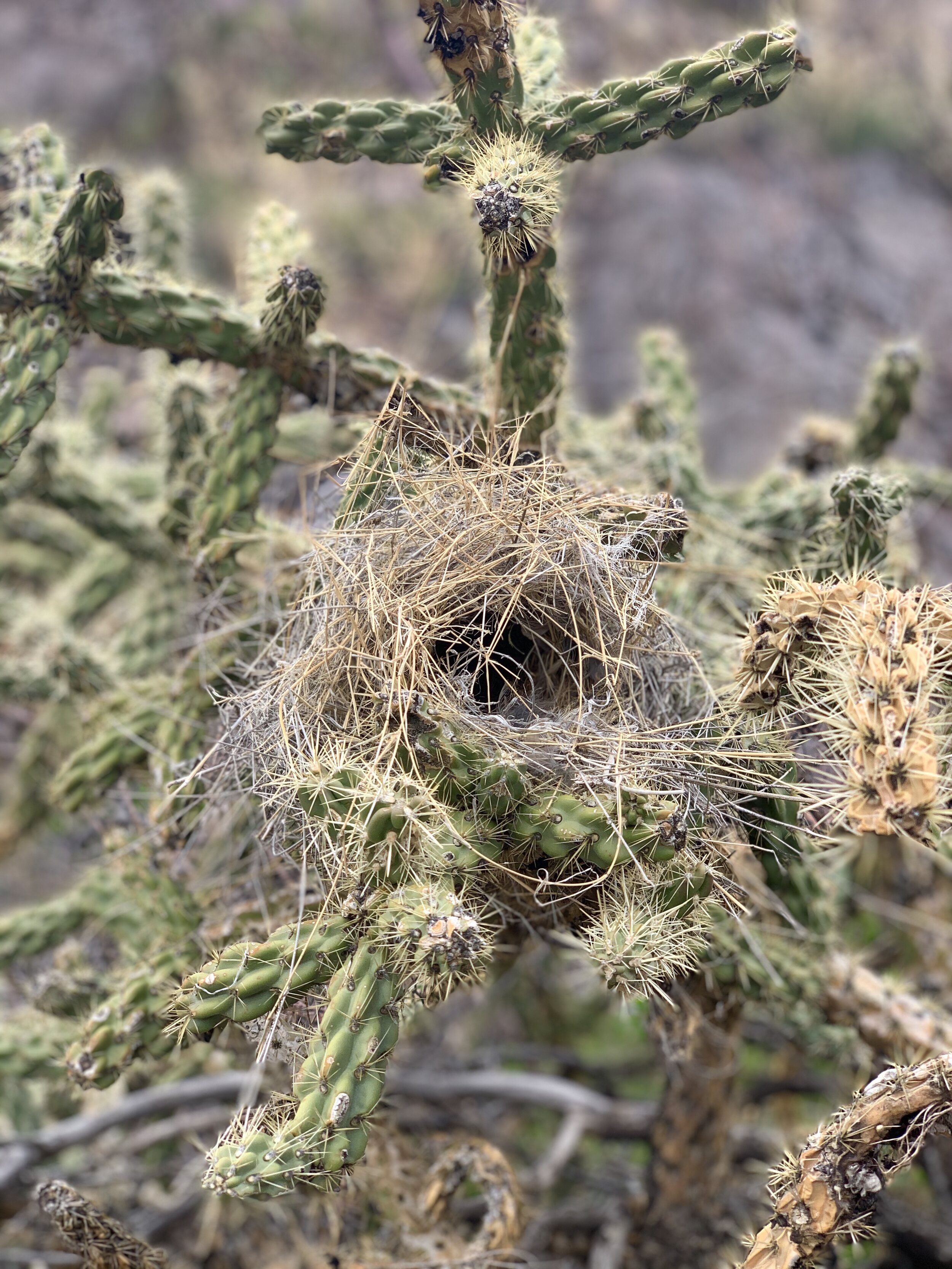  I loved this picture of the bird’s nest in this cactus.  