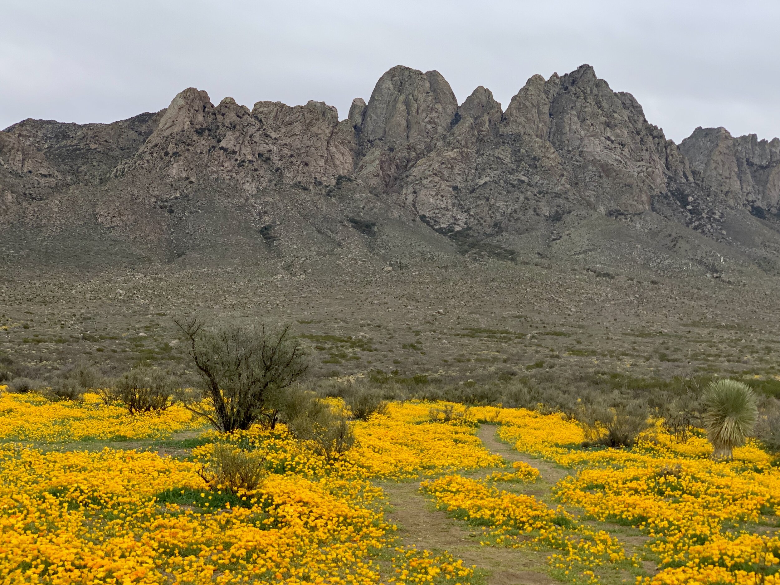  Early spring in the southwest has provided opportunity to see lovely desert flowers in bloom. While out driving, we found acres of Mexican Gold Poppies that looked just like those in the old 1000-piece, mountain-scene puzzles we used to do back in t