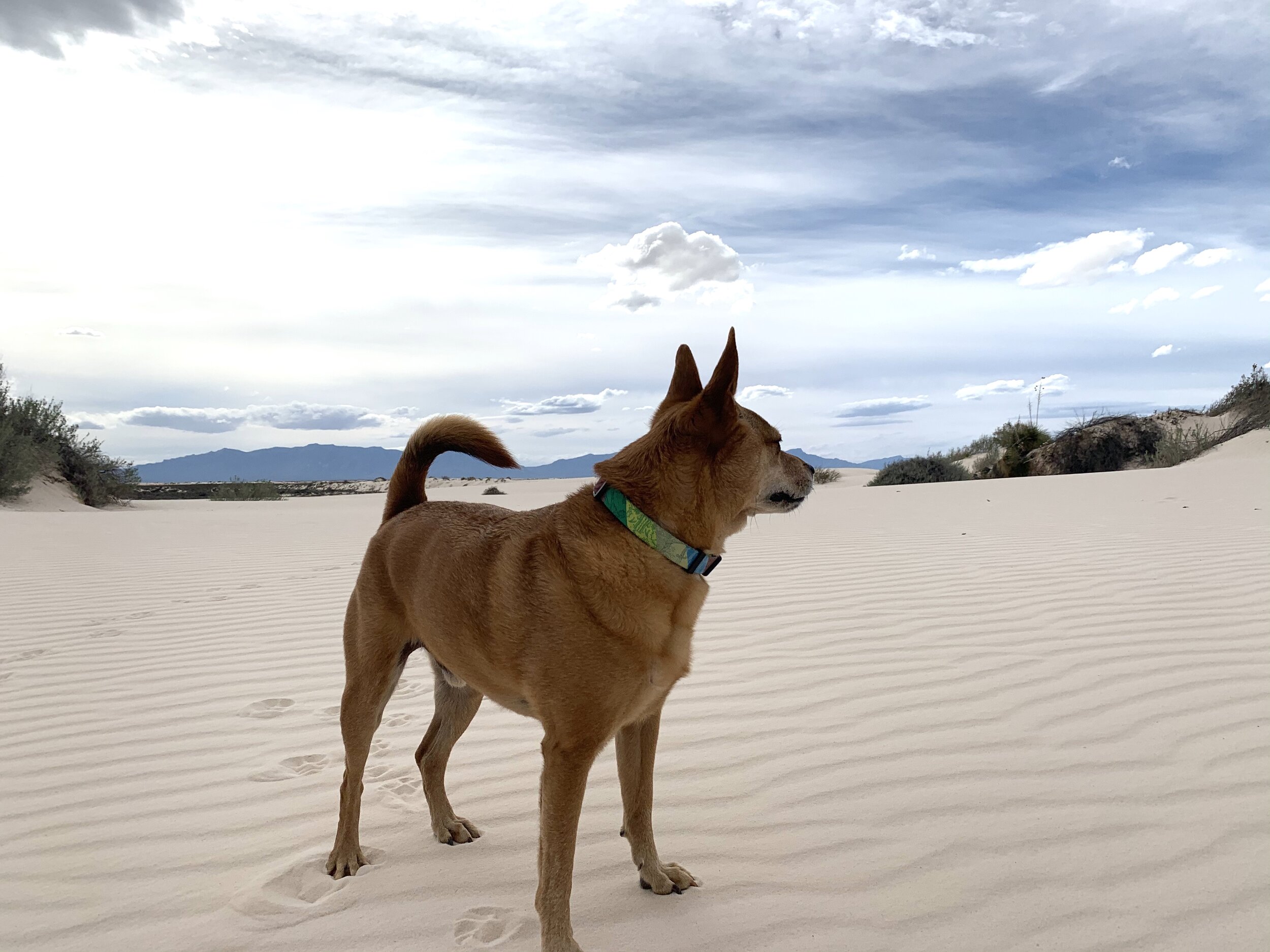  Clay, the only living soul in White Sands National Park. 