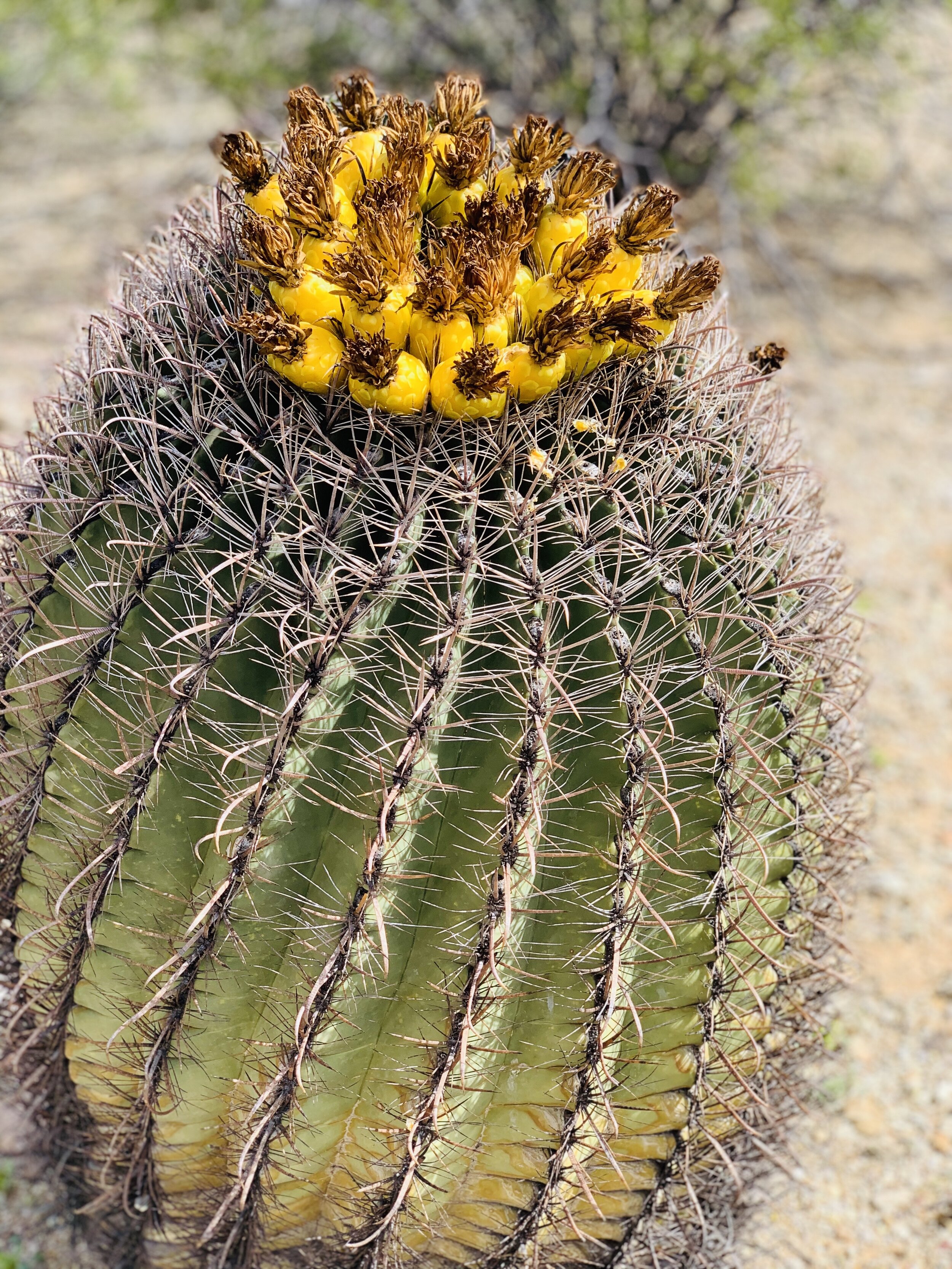  Glenda read these yellow “things” on the top of the barrel cactus were edible, and just had to try one. I was not as adventurous. 