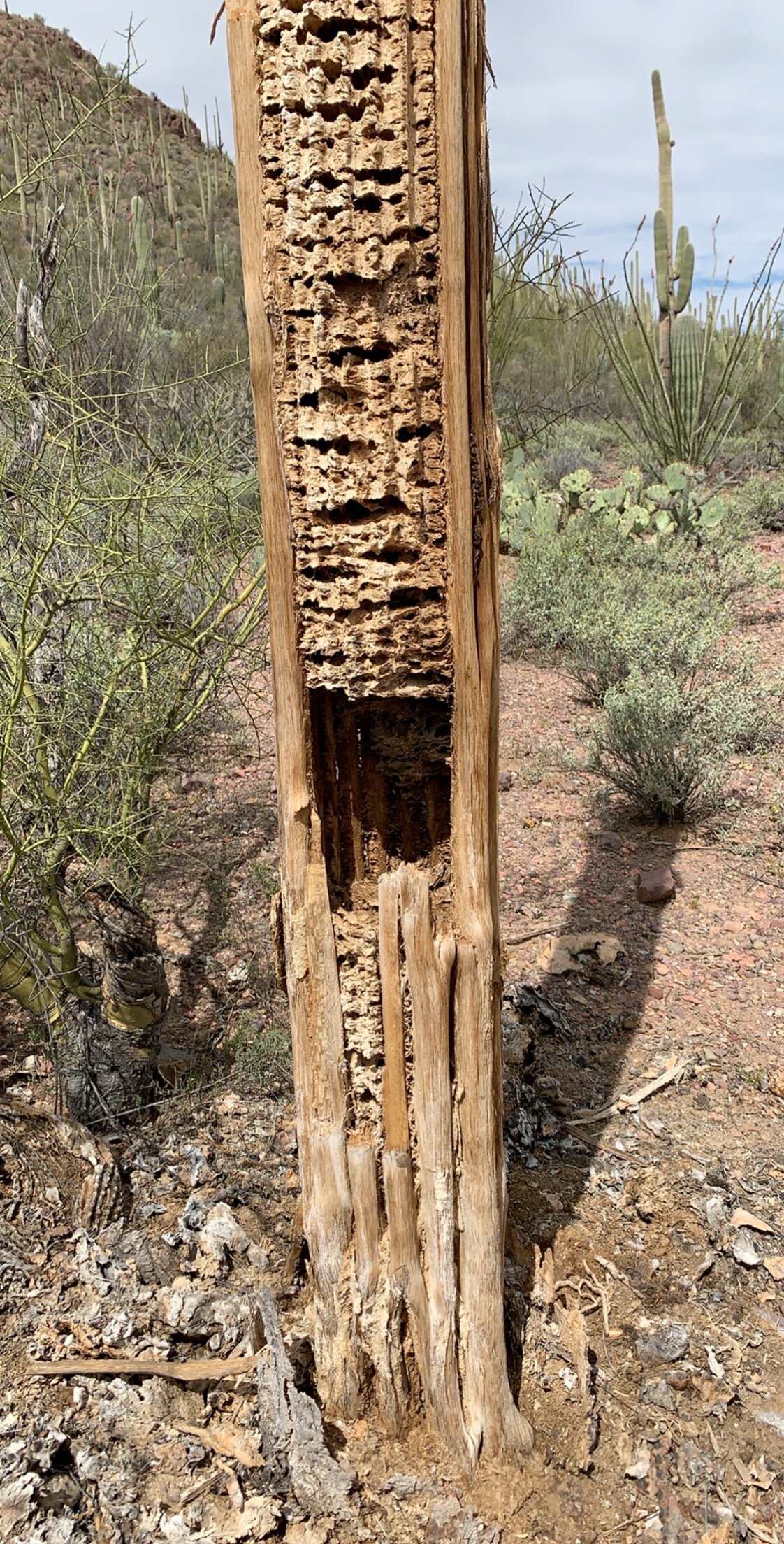  To answer your question of what ‘s inside the Saguaro and how such a large size and weight can be supported. 😊 