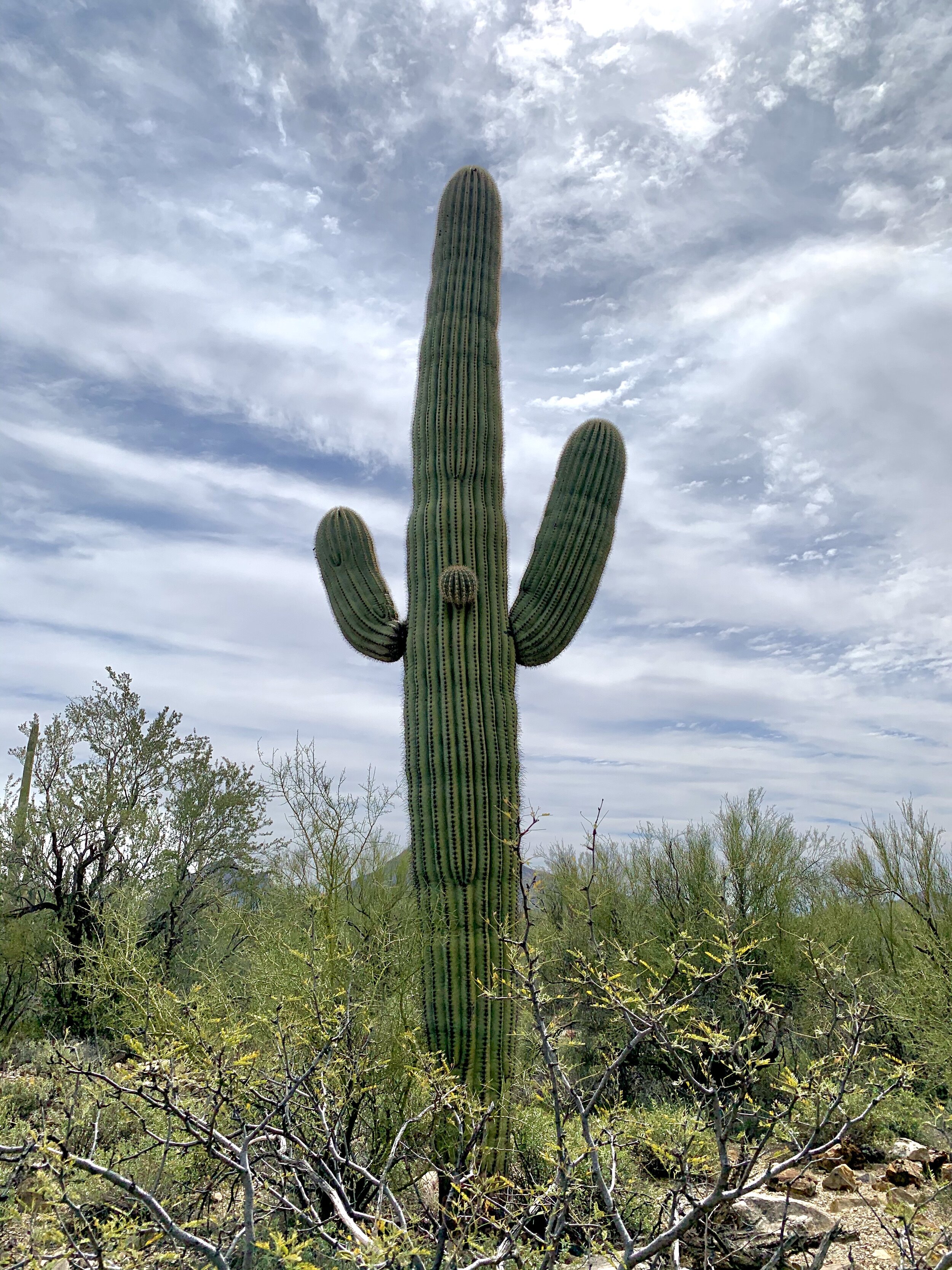  The saguaro cactus is pretty amazing. It can take 10 years to reach 1 inch in height and may take 70 years to reach 6 feet. After 95-100 years the cactus may grow its first arm. In the spring they produce beautiful flowers which are the Arizona stat
