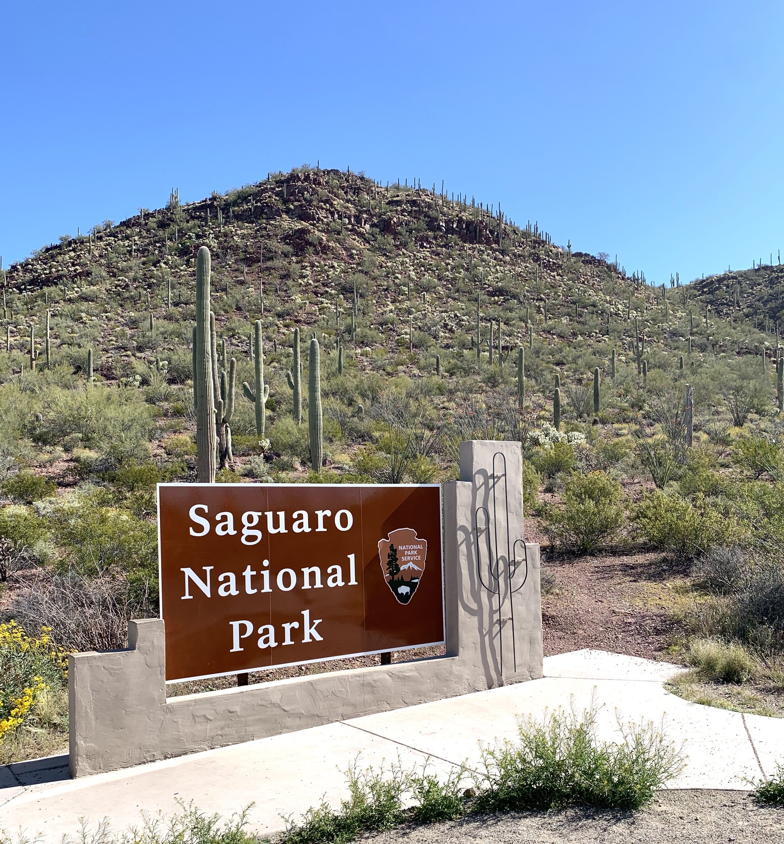  The Saguaro National Park was just a few miles from our campground so we had the opportunity to check out another one of America’s great National Parks. 