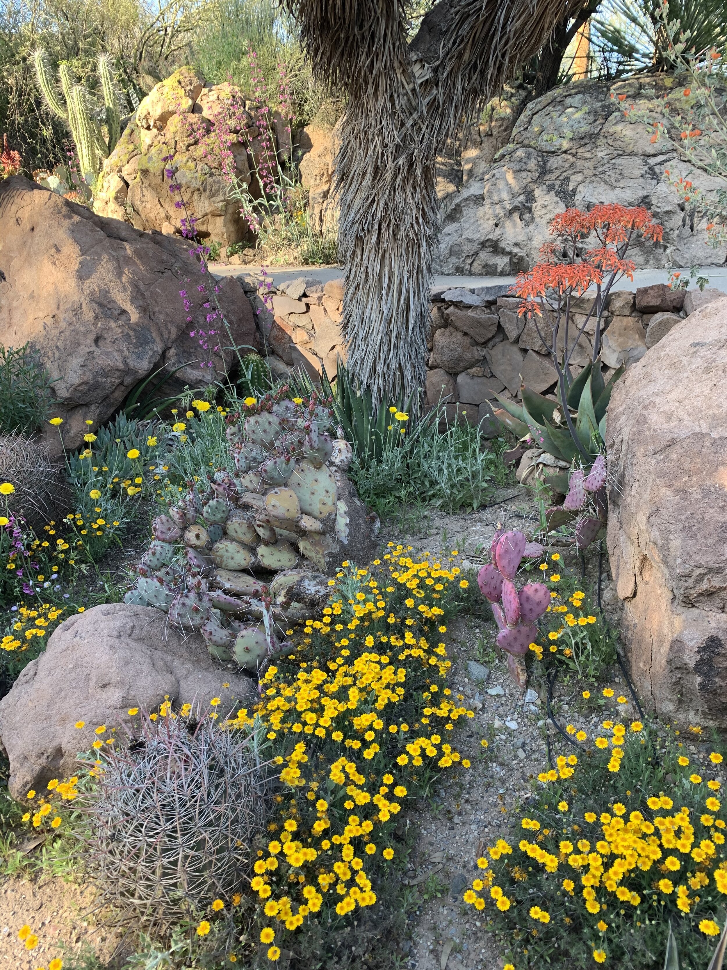  This picture shows some of the diversity of color in the desert plants during spring. 