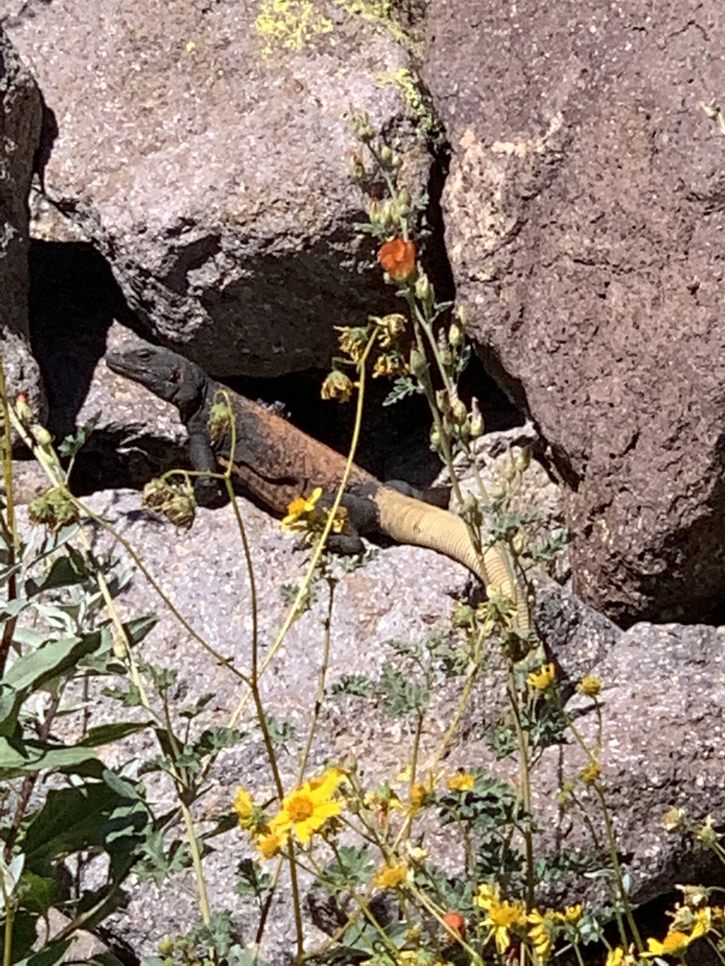  We were hoping to see something a little more interesting like a rattlesnake or Gila Monster but Glenda did spot this Chuckwalla on the way back from a hike. 
