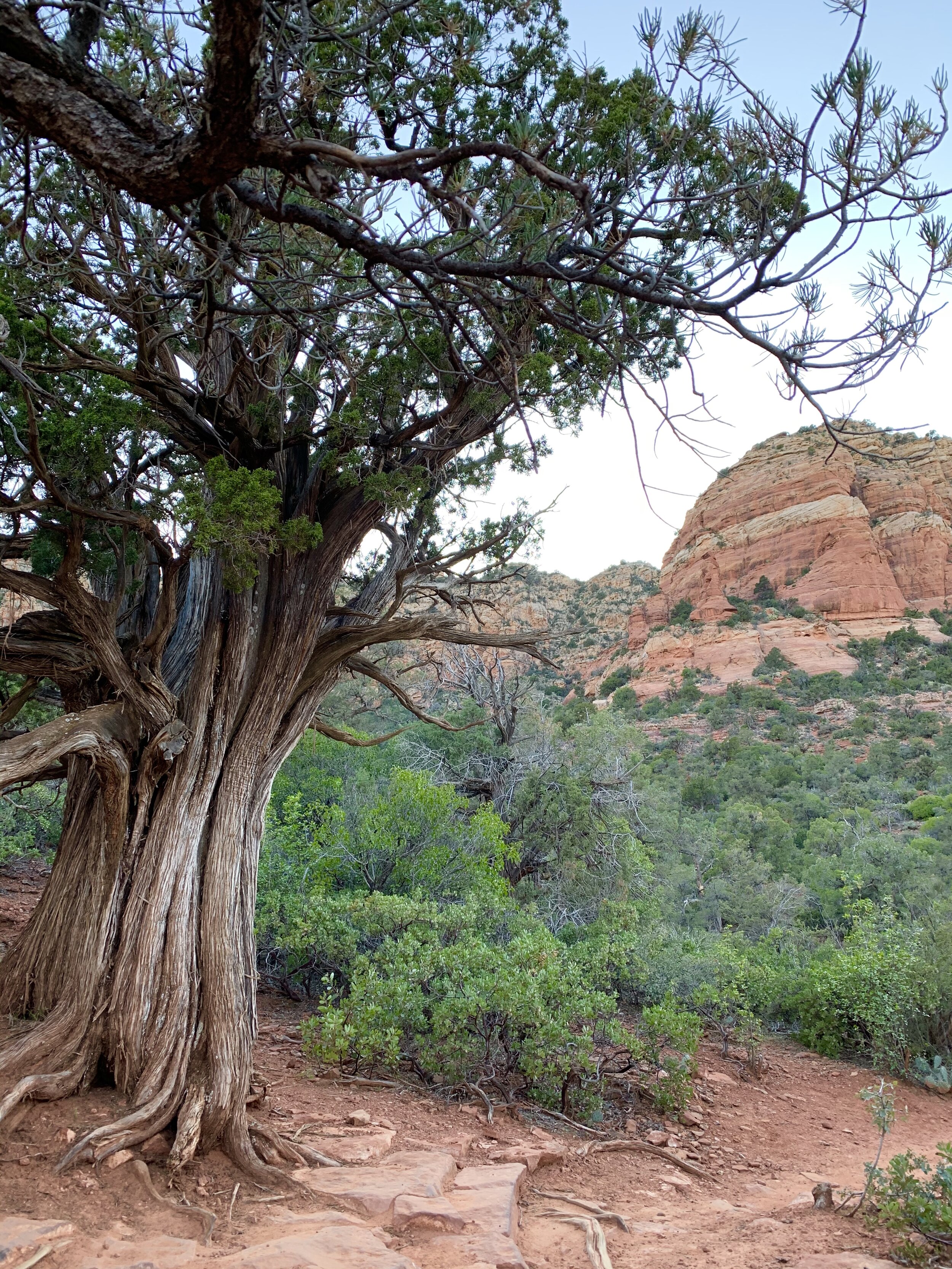  And more Juniper trees. 