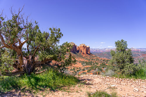  How about another Juniper tree. Did I mention I liked these trees? 