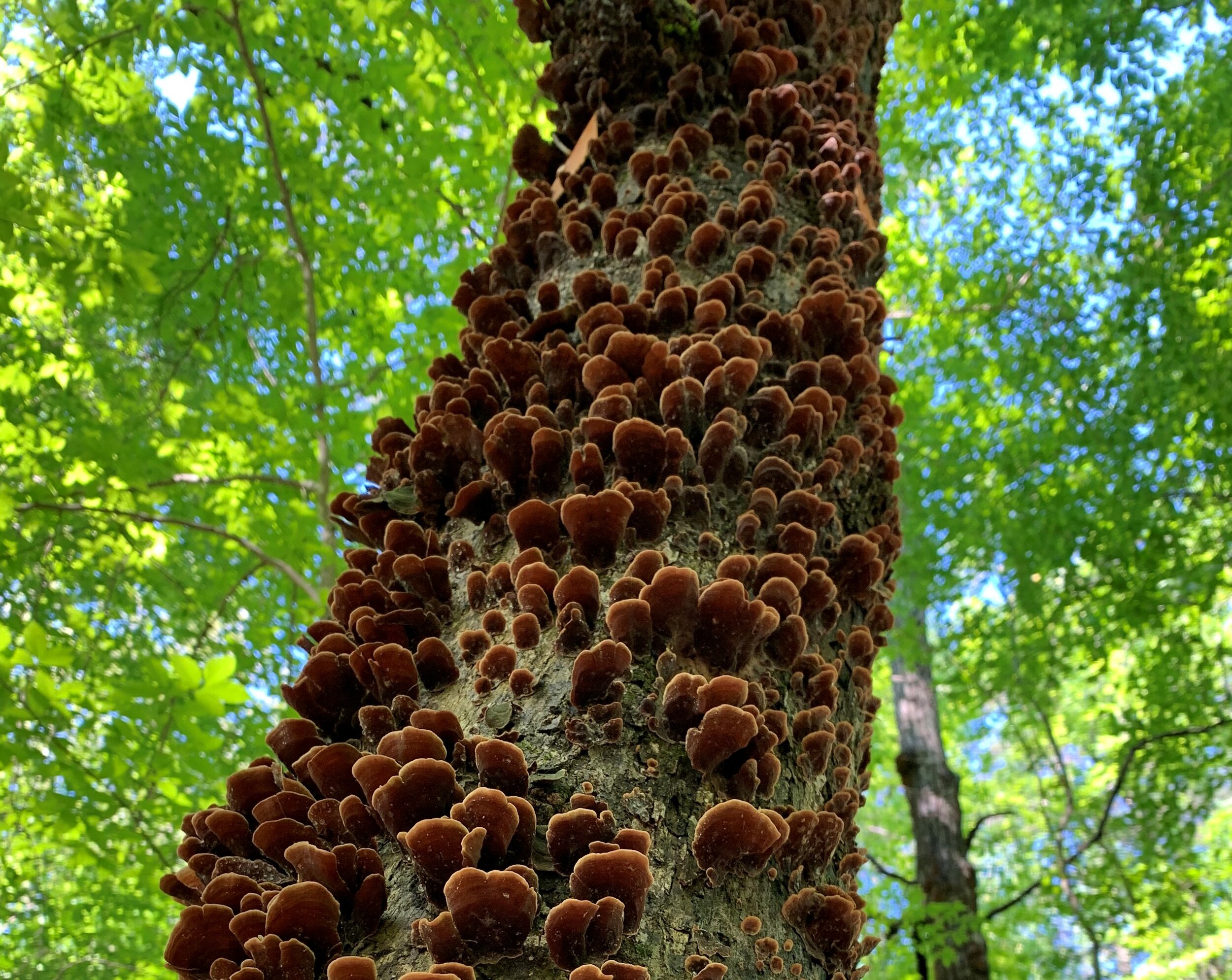  This tree fungus in Alabama was interesting to me. It typically grows on dead or dying trees and is a part of the cycle of life in the forest. The fungi themselves have rings that indicate how old they are. Some fungi are thriving at 30-50 years old
