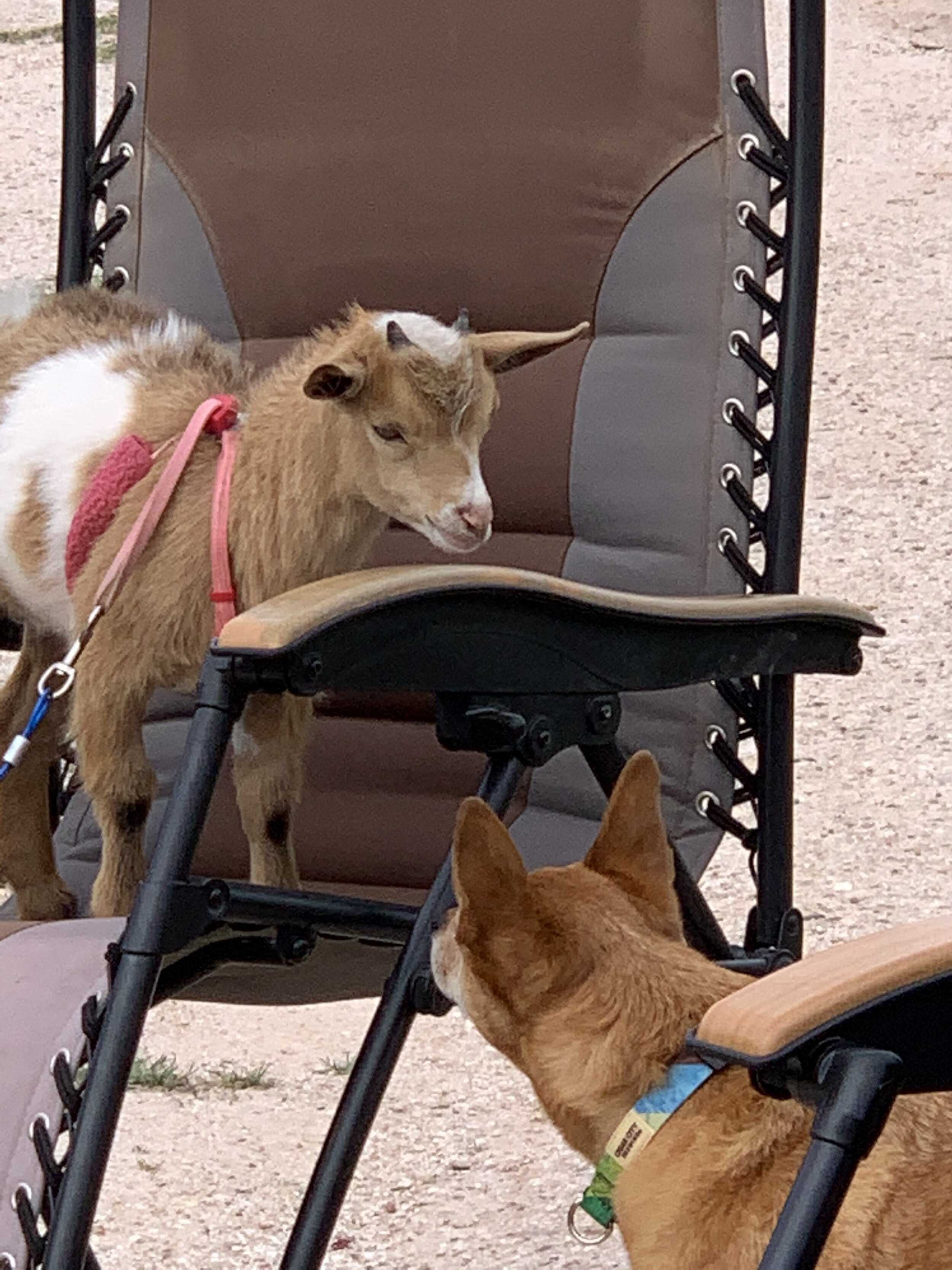  At Roman Nose, our RV neighbors had a baby goat. They had to bring it on vacation because it had no mother, it required feeding every few hours. Clay typically doesn’t care for dogs, but was extremely curious about this kid! 