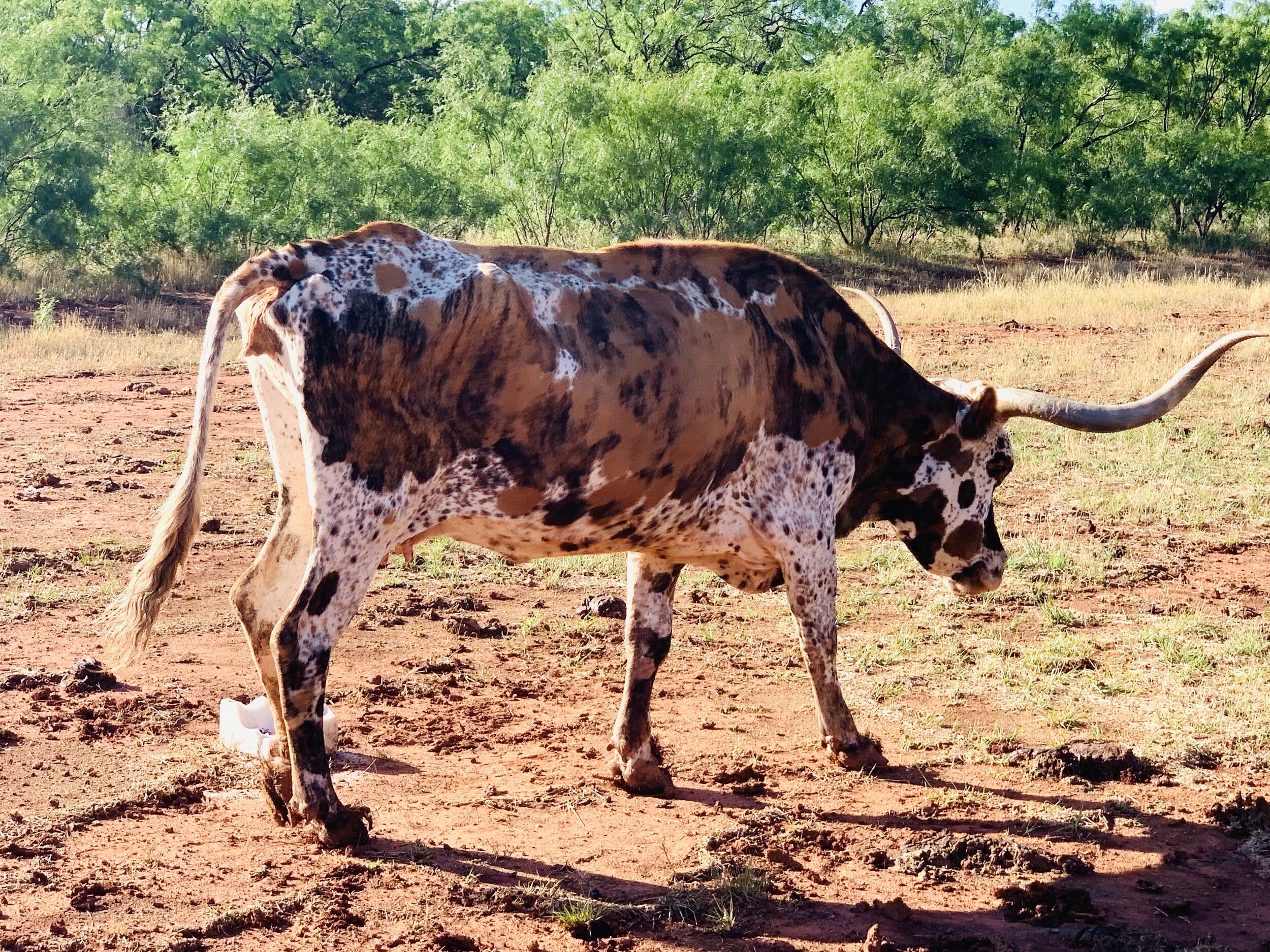  We’re in Texas, boys. 🤠 A freckled cow at Perini Ranch. 
