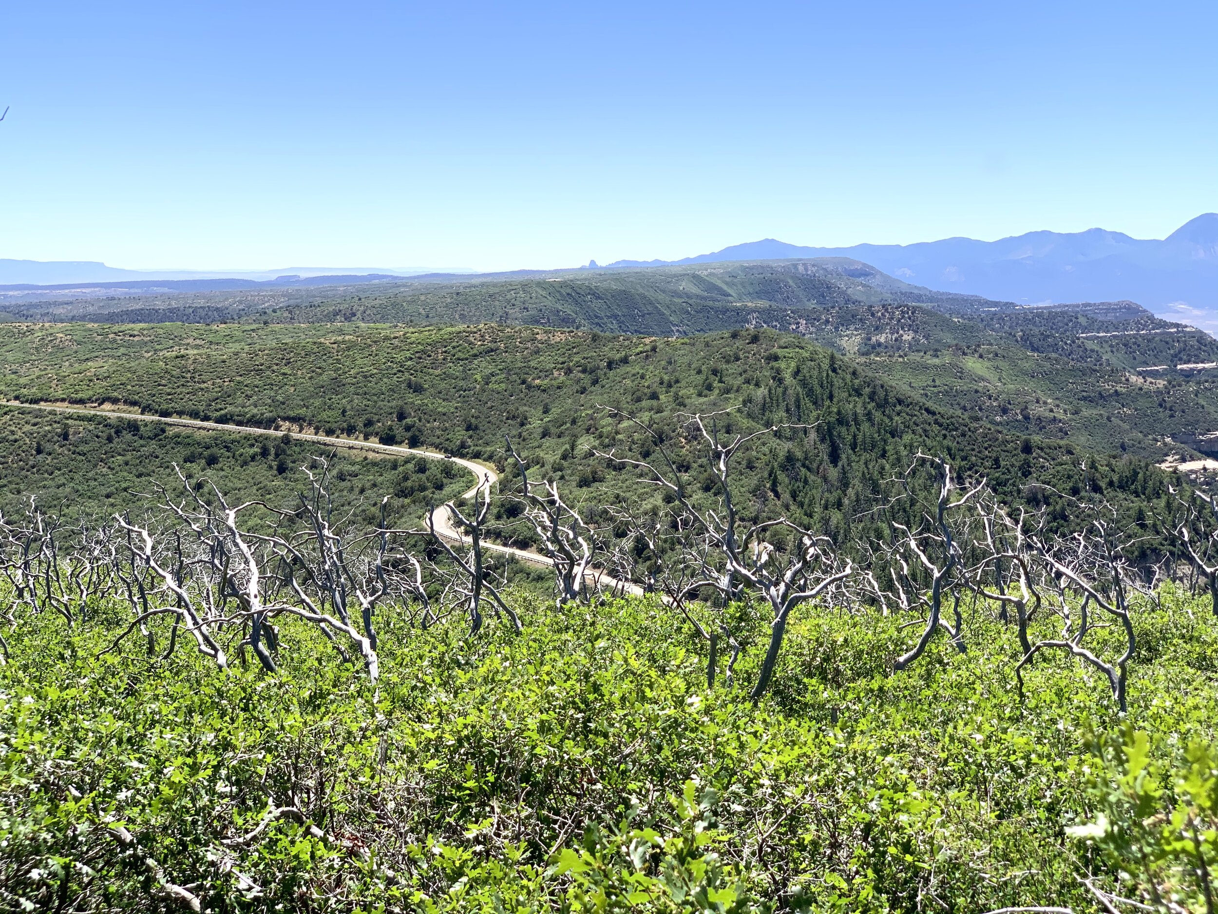  Lots of   Green Tables   here.  😀 Multiple lightning-strike fires destroyed 450 acres of greenery here in July of 2003. This picture shows many of the trees that still stand, though burned by fire, and all the underbrush greenery that grows back mu