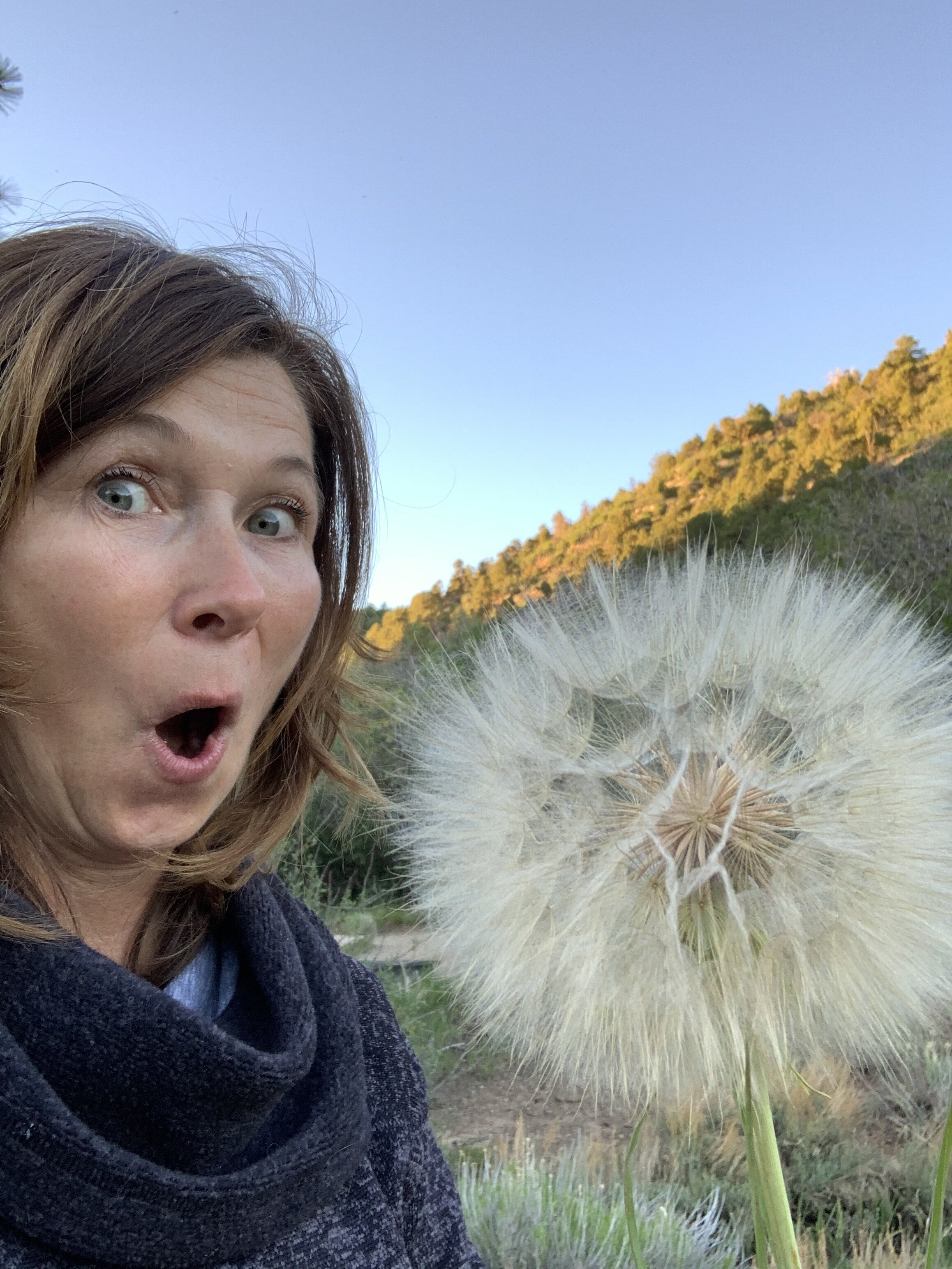  I was amazed to see in Colorado what seemed to be the biggest dandelions on the planet! This picture shows the true and actual size of this dandelion, for those that don’t see these mammoths every day. I tried to blow off the parachutes, but they wo