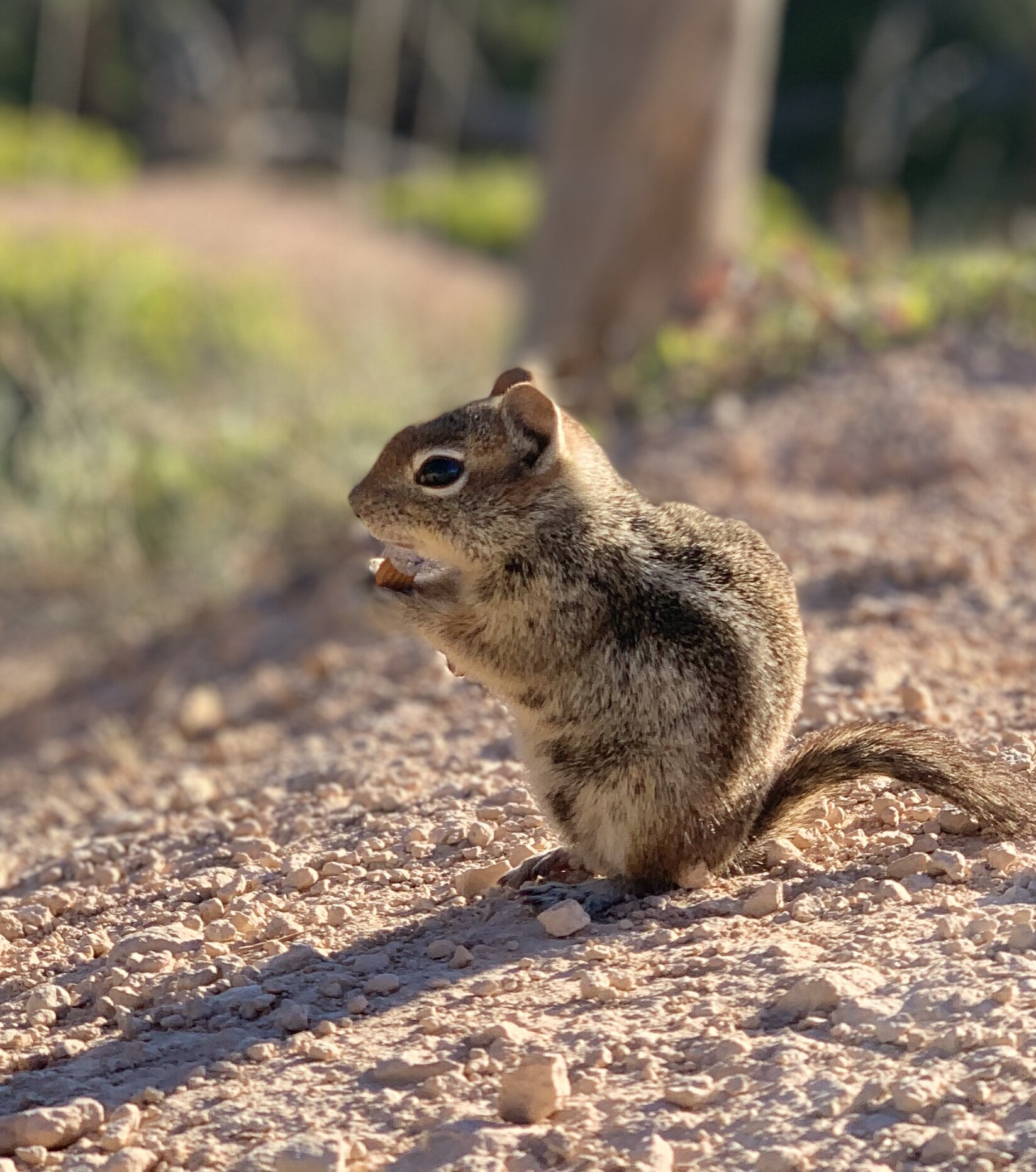  Any hike that involves spotting wildlife is a success in my book! I enjoyed sharing my almonds with this Uinta chipmunk. He gets his name for being native to the Uinta Mountains, named after the Ute Indian tribe and reservation, about 350 miles nort