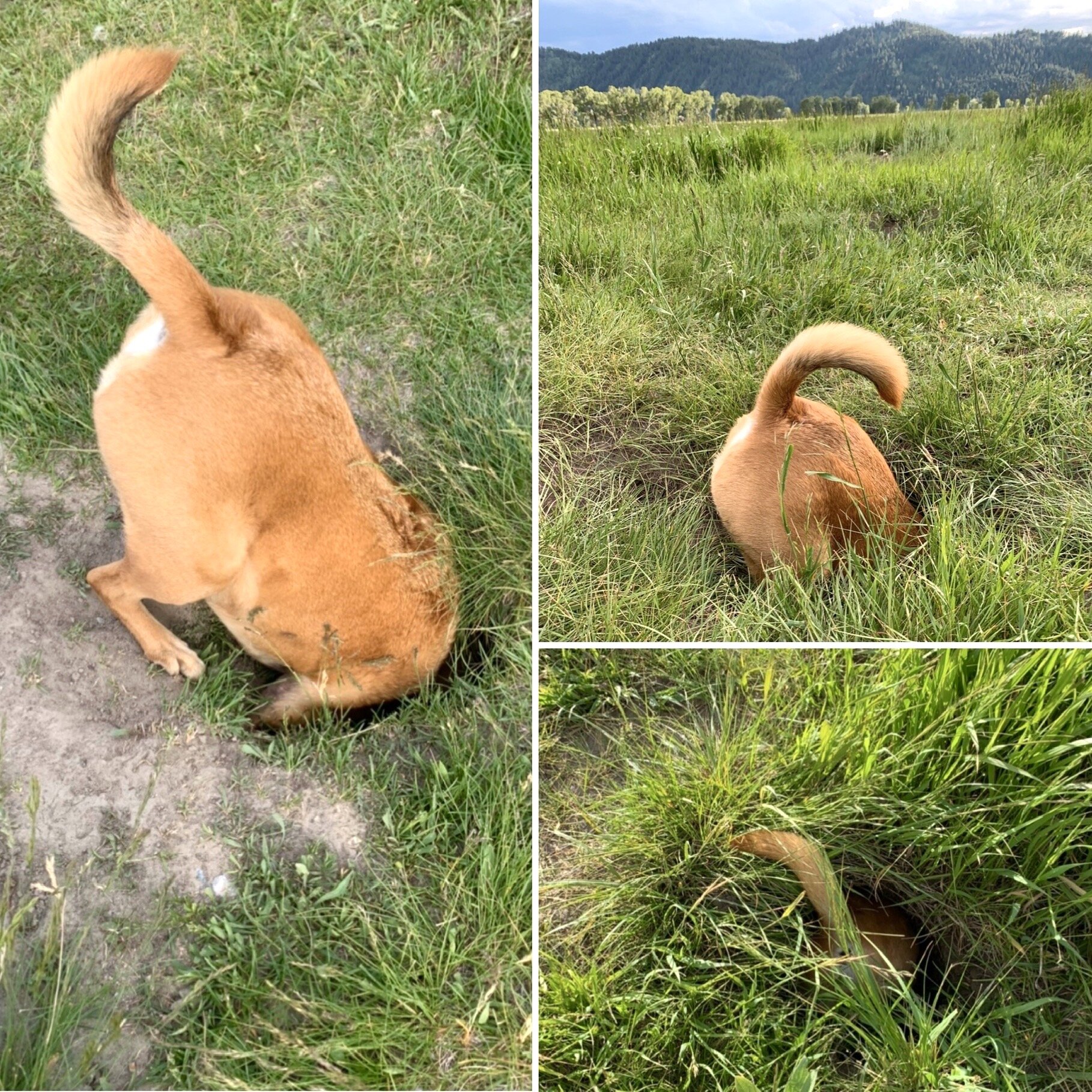  Hands down, Clay’s favorite part of visiting the Grand Tetons was looking for prairie dogs. A vast stretch of land with hundreds of holes, prairie dogs would pop up and whistle at him, sometimes waiting until he was almost upon them, then drop strai