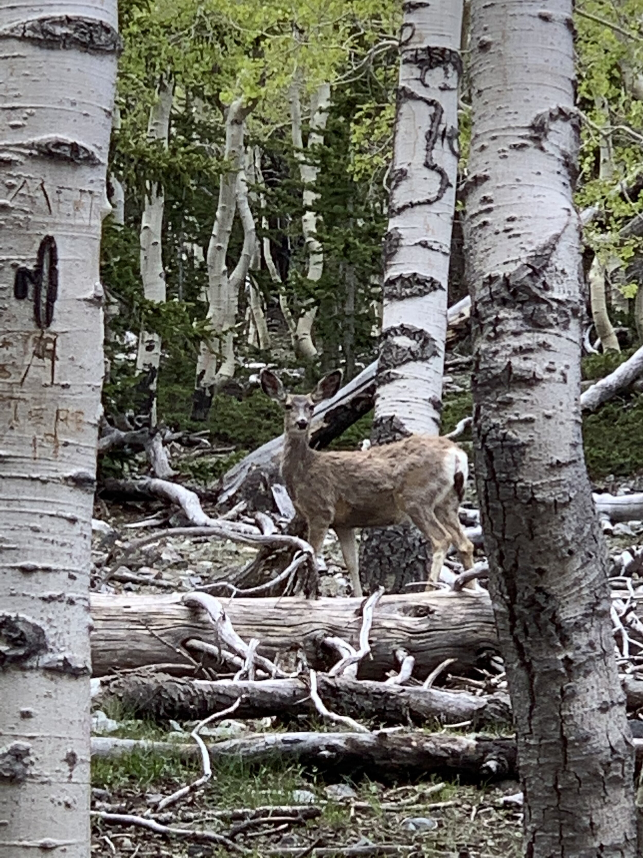  This mule deer was calm and grazed not too far away as I videotaped her. Mule deer are given their name because of their over-sized ears and are also distinct because of their white rump patch and black-tipped tails. 