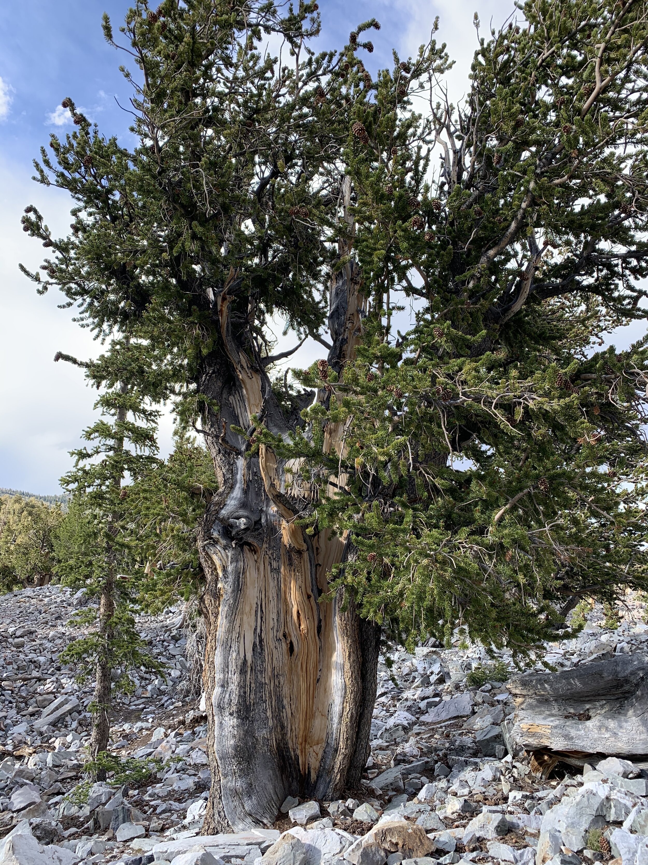  Bristlecones are found in extremely rugged sites in the high mountains of the southwest and grow to be so old because of their ability to adapt to harsh environments. They often live in isolation where other types of trees cannot survive. 