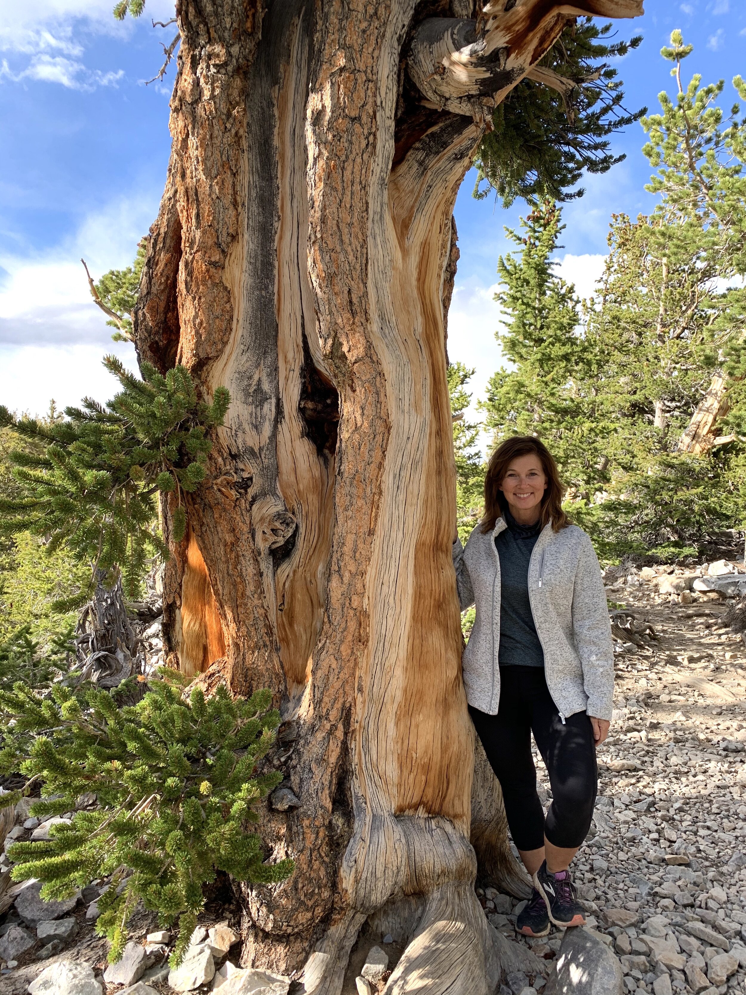  Bristlecone pine trees have bottle-brush shaped bristles that grow in batches. They’re special because some bristlecone pines are nearly 5,000 years old—the oldest living things in the world. 