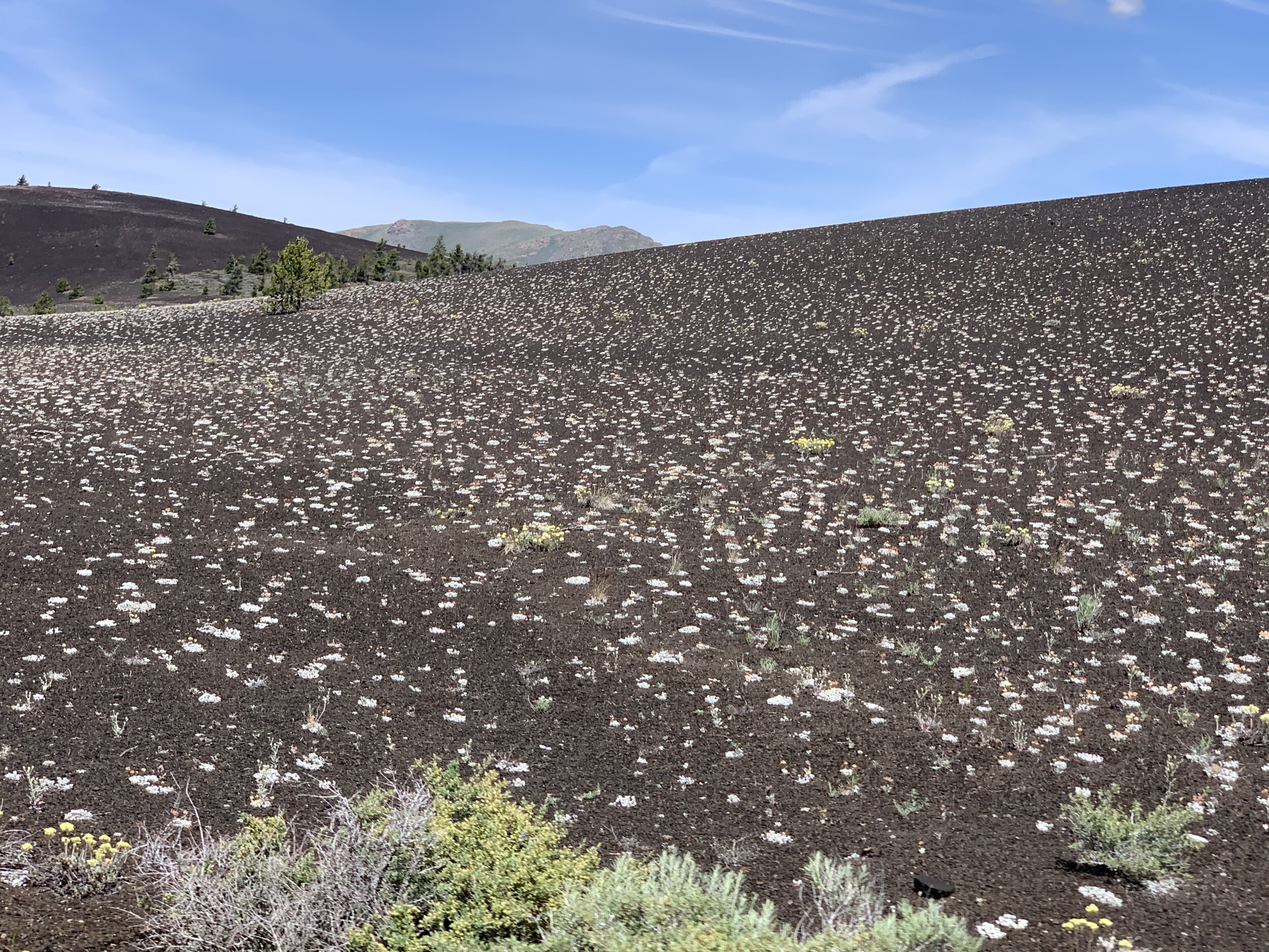  Surprisingly, there are thousands of various plants that live in the lava.  The white spots here are shoots of Drawf Buckwheat, a delicate, adorable plant when viewed up closely.  
